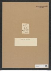 Asterolampra levis Grev. (de-Toni-Nr.: Genus 235, Species 5661) Zeichnungen Sammlung Grunow Nr. 9645 (NHMW-BOT-W0379576)